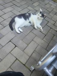 Found/Stray Unknown Cat last seen Hurffville Rd., Washington Township, NJ 08012