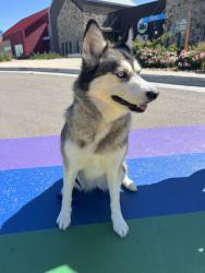 Reunited Female Dog last seen Near E 117th Cir, Denver, CO 80233, USA, Denver, CO 80233