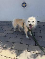 Reunited Male Dog last seen D street and requesza, Encinitas, CA 92024