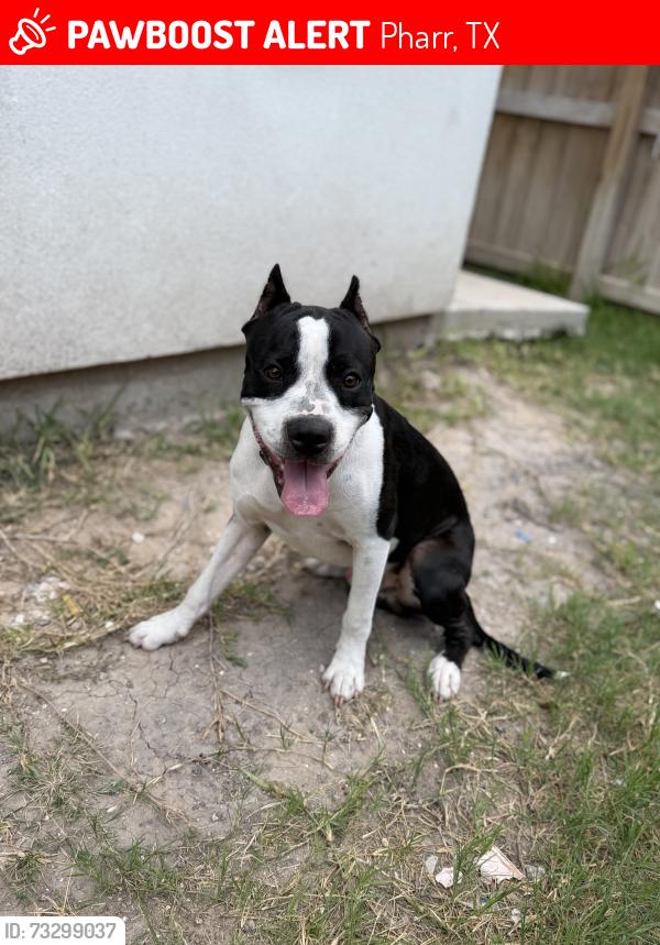 Lost Male Dog last seen Jabalina dr, Pharr, TX 78577