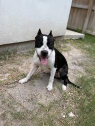 Lost Male Dog last seen Jabalina dr, Pharr, TX 78577