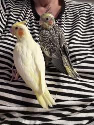 Reunited Unknown Bird last seen Near Miramar Dr. Carrollton 75007, Carrollton, TX 75007
