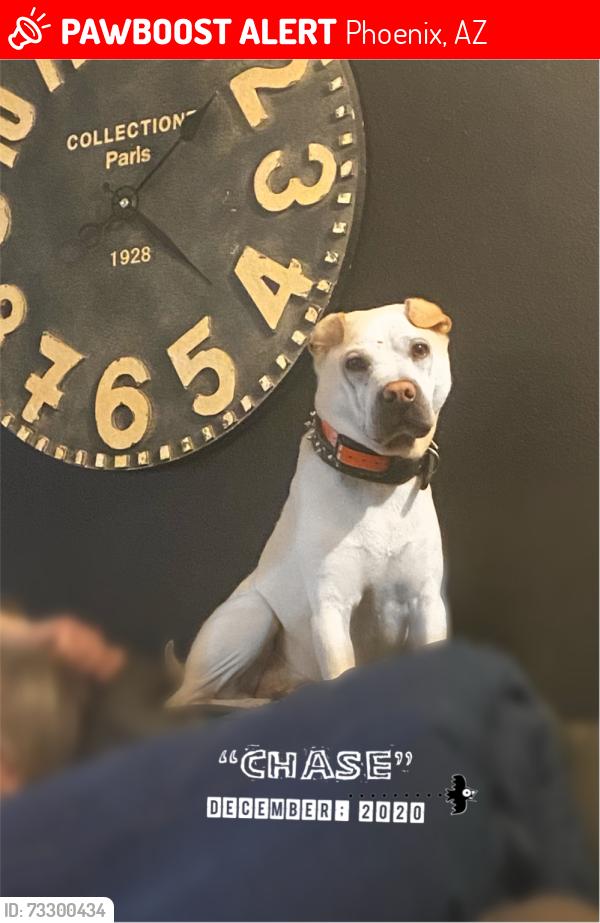 Lost Male Dog last seen Camelback and 39th Ave, Phoenix, AZ 85019
