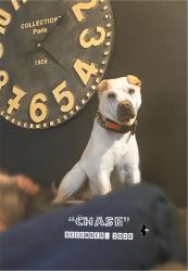 Lost Male Dog last seen Camelback and 39th Ave, Phoenix, AZ 85019