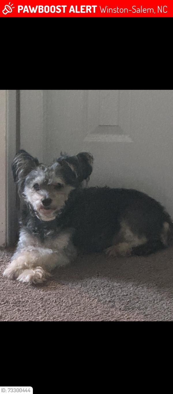 Lost Female Dog last seen Billy Drive, Winston-Salem, NC 27107
