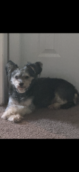 Lost Female Dog last seen Billy Drive, Winston-Salem, NC 27107