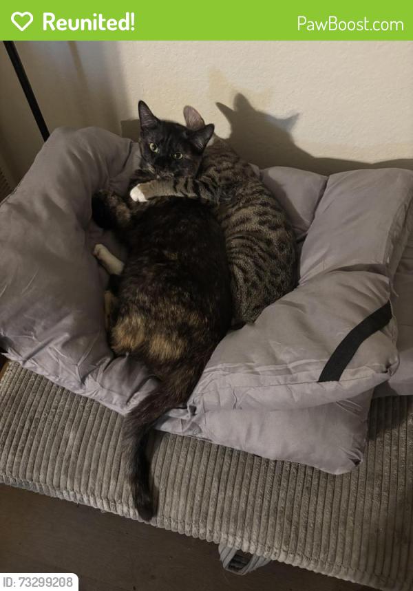 Reunited Female Cat last seen Highland Ave, Highland, CA 92346