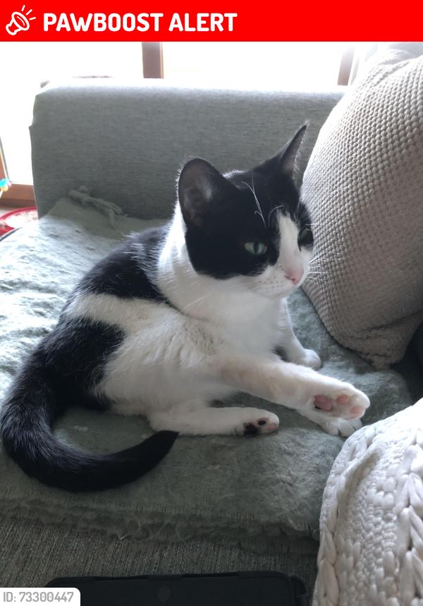 Lost Female Cat last seen Gree lane kiln hill, Silsden, England BD20 9HS