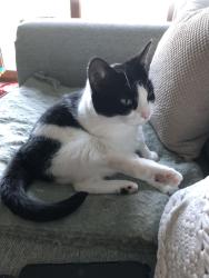 Lost Female Cat last seen Gree lane kiln hill, Silsden, England BD20 9HS