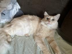 Lost Male Cat last seen Timmerman elementary school, Pflugerville, TX 78660