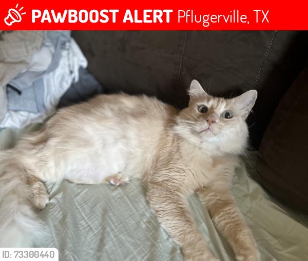 Lost Male Cat last seen Timmerman elementary school, Pflugerville, TX 78660