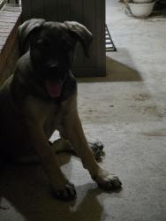 Found/Stray Male Dog last seen 26th street, Odessa, TX 79763