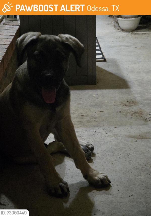 Found/Stray Male Dog last seen 26th street, Odessa, TX 79763