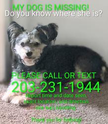 Lost Female Dog last seen Billy Dr, Winston-Salem, NC 27107