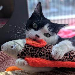 Shelter Stray Female Cat last seen , Animal Care & Control Team of Philly, 111 W Hunting Park Ave, Philadelphia, PA 19140, USA