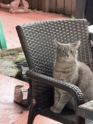 Lost Female Cat last seen Near SW St and 156 Avenue, The Hammocks, FL 33196