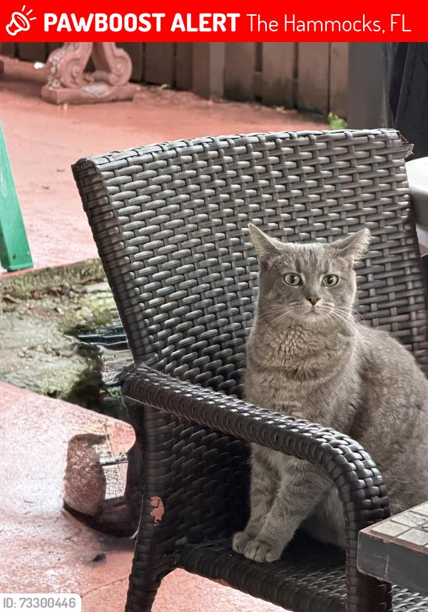 Lost Female Cat last seen Near SW St and 156 Avenue, The Hammocks, FL 33196