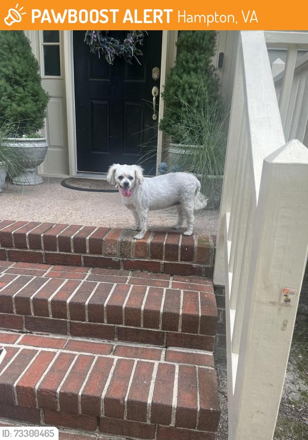 Found/Stray Unknown Dog last seen Howe Farms, Hampton, VA 23669