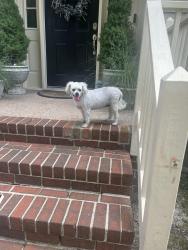 Found/Stray Unknown Dog last seen Howe Farms, Hampton, VA 23669