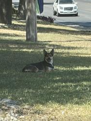 Reunited Unknown Dog last seen Near Huebner Creek, San Antonio, TX 78240