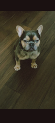 Lost Male Dog last seen Paragon Park, Perris, CA 92571
