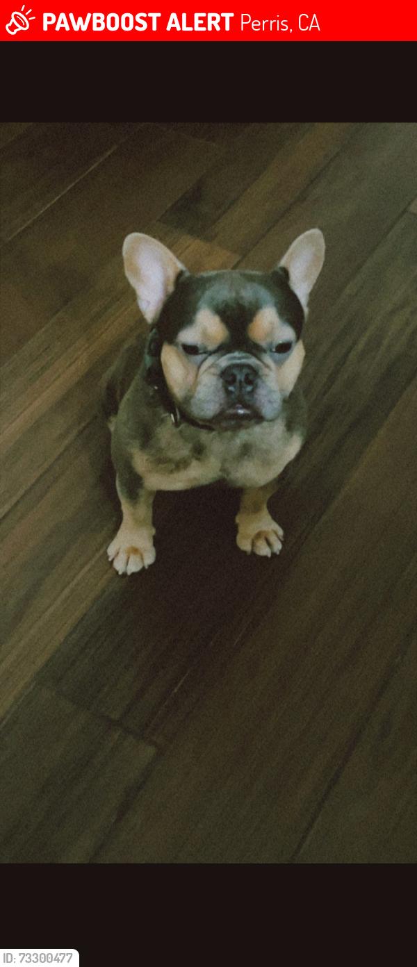 Lost Male Dog last seen Paragon Park, Perris, CA 92571