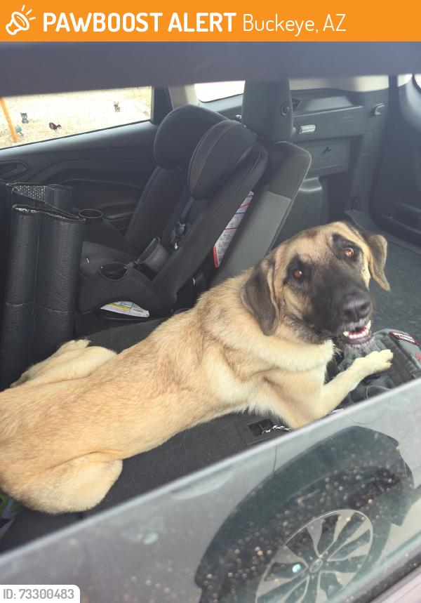 Found/Stray Female Dog last seen S Apache Rd & W Southern Ave in buckeye, Buckeye, AZ 85326