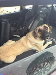 Found/Stray Female Dog last seen S Apache Rd & W Southern Ave in buckeye, Buckeye, AZ 85326