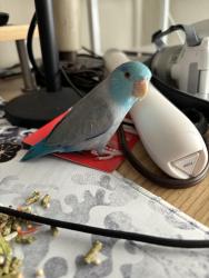 Lost Male Bird last seen 6th Ave & Middlefield Rd, Menlo Park, Menlo Park, CA 94025