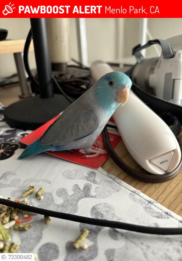 Lost Male Bird last seen 6th Ave & Middlefield Rd, Menlo Park, Menlo Park, CA 94025