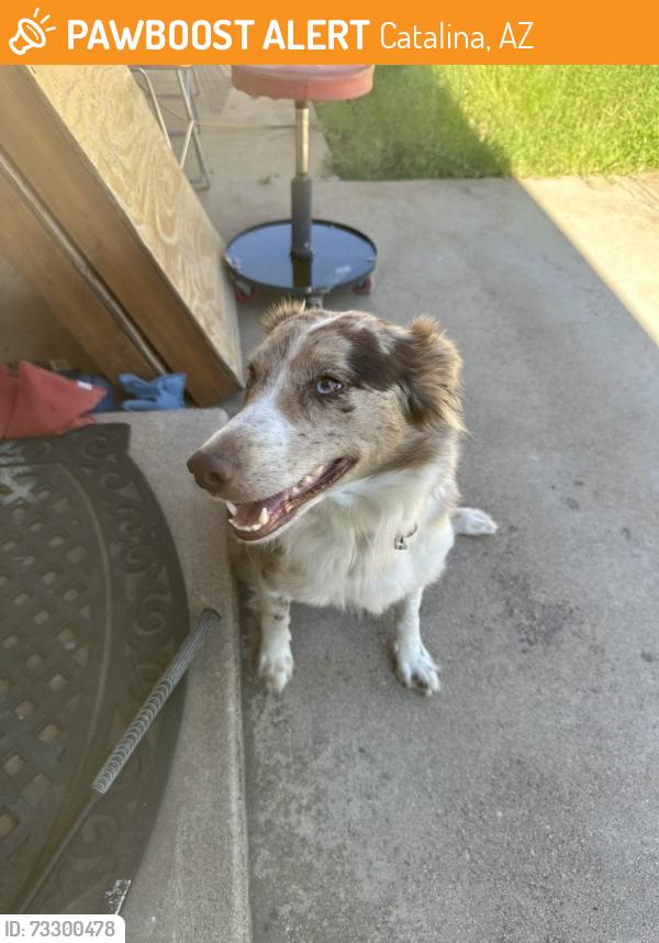 Found/Stray Female Dog last seen Mainsail and starboard, Catalina, AZ 85739