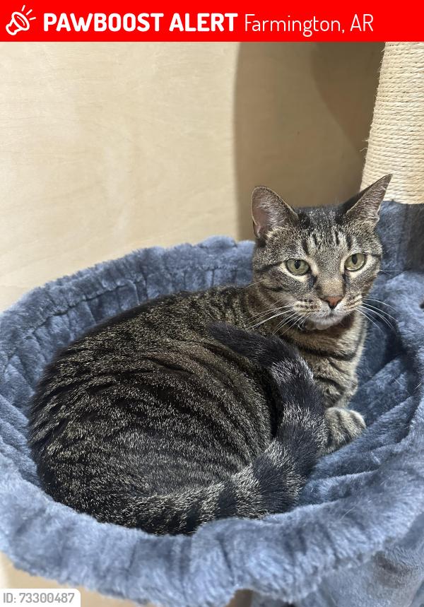 Lost Female Cat last seen Gibson Hill Road and Wesley Stevens Road, Farmington, AR 72730