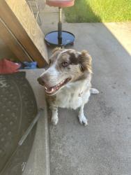 Found/Stray Female Dog last seen Mainsail and starboard, Catalina, AZ 85739