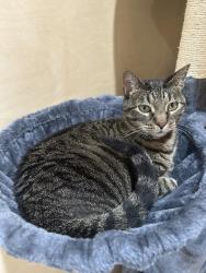 Lost Female Cat last seen Gibson Hill Road and Wesley Stevens Road, Farmington, AR 72730