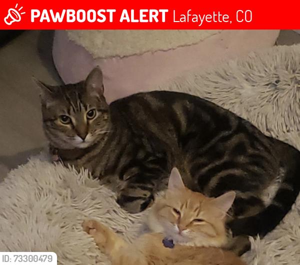 Lost Male Cat last seen W. Sutton and W. Cannon Pl, Lafayette, CO 80026