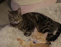 Lost Male Cat last seen W. Sutton and W. Cannon Pl, Lafayette, CO 80026