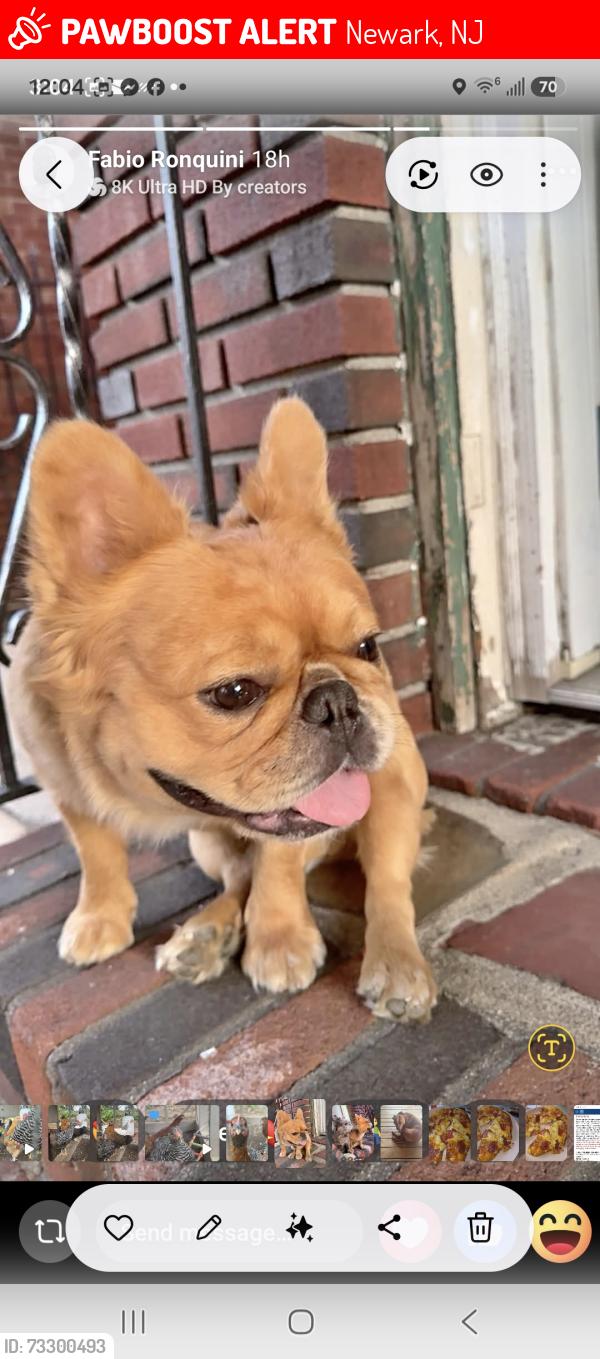 Lost Male Dog last seen Pulaski Street, Newark, NJ 07105