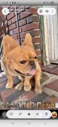 Lost Male Dog last seen Pulaski Street, Newark, NJ 07105