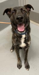Shelter Stray Male Dog last seen Forest park, 8485 E Reno Ave, Midwest City, OK 73110, USA