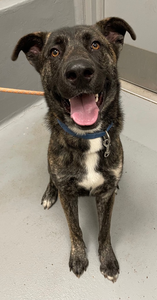 Shelter Stray Male Dog last seen Forest park, 8485 E Reno Ave, Midwest City, OK 73110, USA