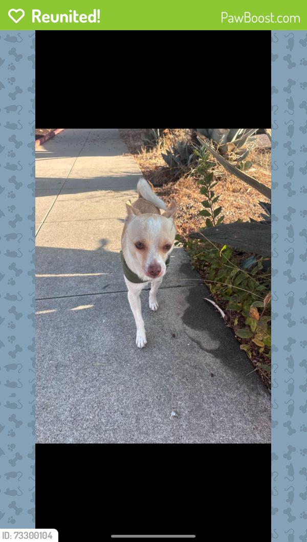 Reunited Male Dog last seen Denker elementary, Gardena, CA 90247