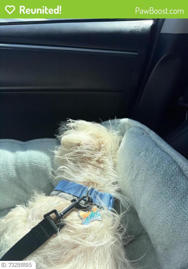 Reunited Male Dog last seen Freeman Ave and 159th St, Stop sign, Lawndale, CA 90260