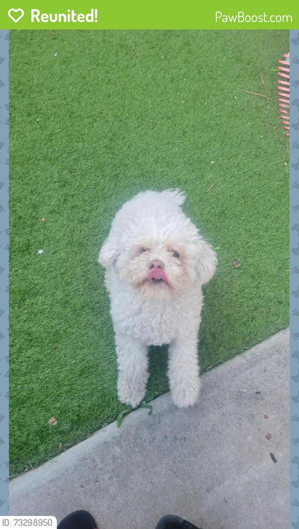 Reunited Male Dog last seen Nodal Dr. & Las Casitas Dr, Salinas, CA 93905