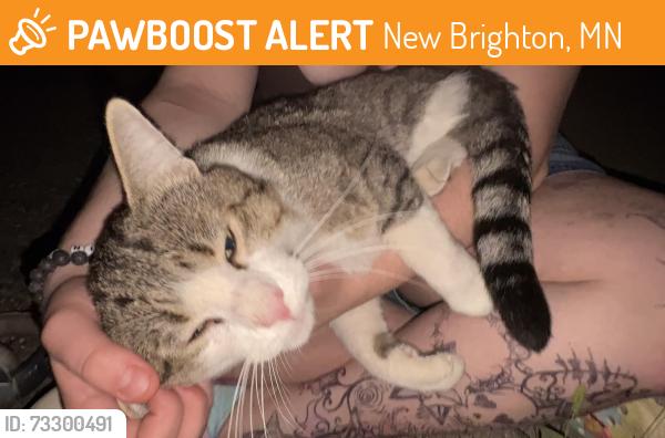 Found/Stray Male Cat last seen near highview middle school, New Brighton, MN 55112