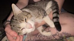 Found/Stray Male Cat last seen near highview middle school, New Brighton, MN 55112