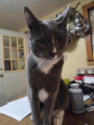Lost Male Cat last seen Long Causeway, Waterboro, ME 04087