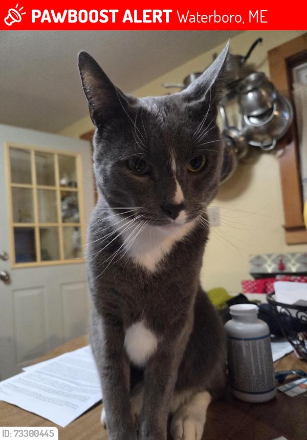 Lost Male Cat last seen Long Causeway, Waterboro, ME 04087