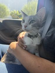 Found/Stray Female Cat last seen 6th and Santa Anita Rancho Cucamonga, Ca 91730, Rancho Cucamonga, CA 91730