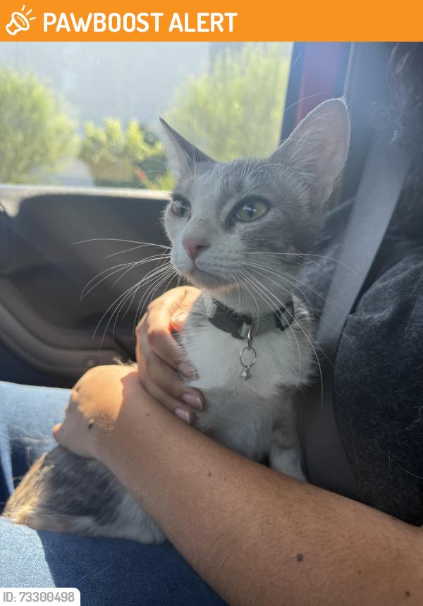 Found/Stray Female Cat last seen 6th and Santa Anita Rancho Cucamonga, Ca 91730, Rancho Cucamonga, CA 91730