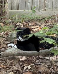 Reunited Unknown Cat last seen Near Quinnipiac University, Hamden, CT 06517